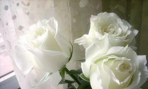 白色的玫瑰花花语-纯洁与无邪的象征（探索白色玫瑰花的深层含义）