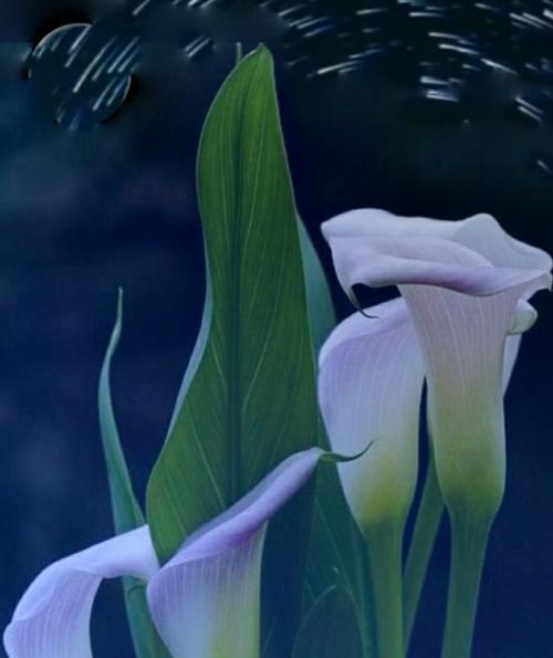 白色马蹄莲花（马蹄莲花语及其在文化中的意义）