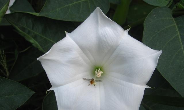 白色曼陀罗花的传说与花语（一朵纯洁之花的神秘意义）