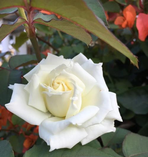 白色玫瑰花的象征意义及文化内涵（探寻白色玫瑰花的独特魅力，解读花语与传说）
