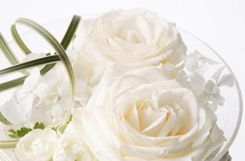 白色玫瑰花的寓意与象征意义（探秘白色玫瑰花的浪漫与纯洁）