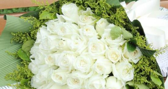 白色玫瑰花的花语与寓意（纯洁与无暇的象征——白色玫瑰的花语探秘）