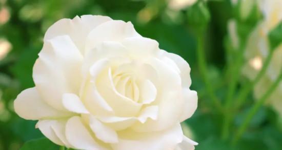 白色玫瑰的花语及其传达的爱情美好（揭示白色玫瑰的独特花语，让爱情绽放）