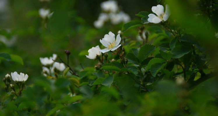 白色蔷薇花语（探索白色蔷薇花的美丽之旅）