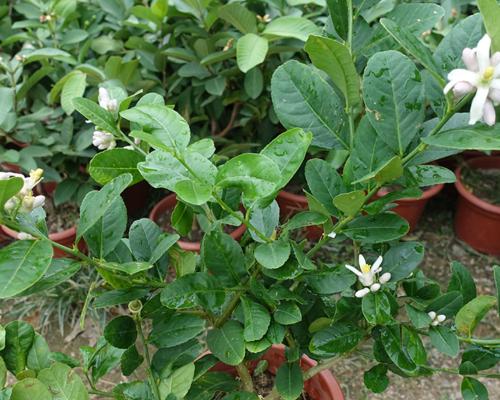 柠檬籽的种植方法（从萌芽到开花，轻松掌握柠檬籽种植技巧）