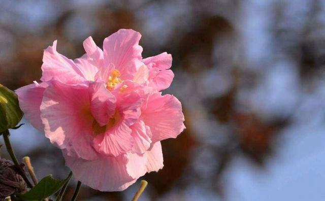 如何让芙蓉花开出艳丽花朵？（注意这些要点，让芙蓉花更美丽）