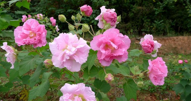 如何让芙蓉花开出艳丽花朵？（注意这些要点，让芙蓉花更美丽）