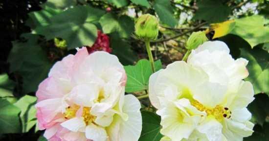 如何让芙蓉花开出艳丽花朵？（注意这些要点，让芙蓉花更美丽）