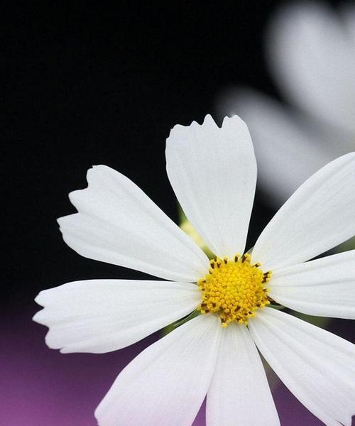白色小雏菊的花语与意义（探索白色小雏菊的神秘语言）