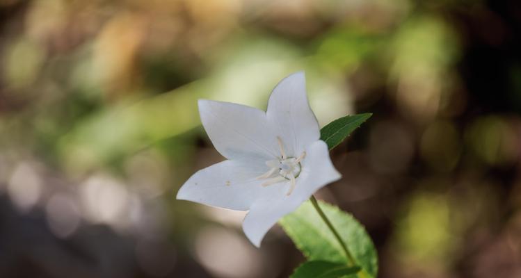 白色洋桔梗花（洋桔梗花语与传说，白色洋桔梗的美丽意义）