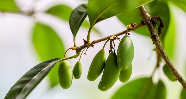 芳香四溢，盛开秋日——桂花几月开花结果（揭秘桂花开放时间及品种特点）