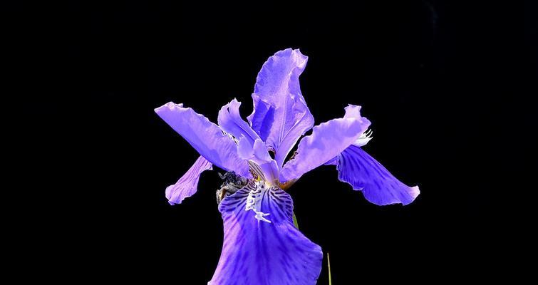 鸢尾花之美——白色与紫色的花语（白色鸢尾花的纯洁与紫色鸢尾花的神秘）