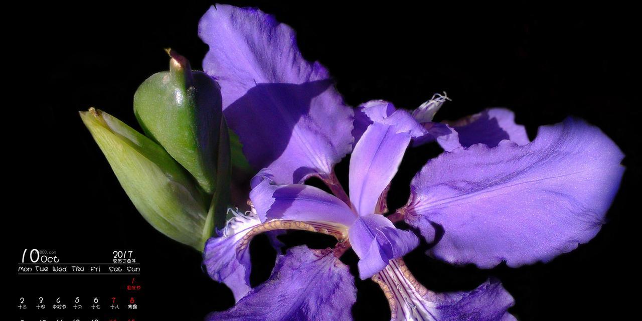 鸢尾花之美——白色与紫色的花语（白色鸢尾花的纯洁与紫色鸢尾花的神秘）