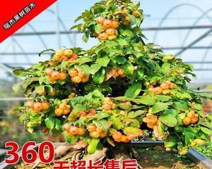 如何养护矮化果树盆景（打造迷人果园，）
