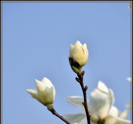 白玉兰，象征优雅与纯洁的花卉之美（从白玉兰的寓意看生活中的美好与希望）