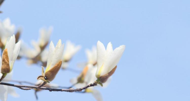 白玉兰，象征优雅与纯洁的花卉之美（从白玉兰的寓意看生活中的美好与希望）