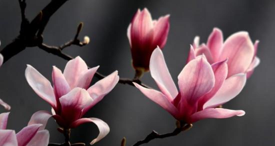 玉兰花种在家里种好不好（探究玉兰花种在家里的适应性和养护技巧）