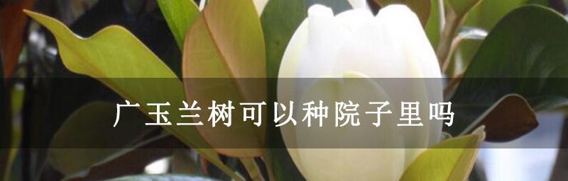 玉兰花种在家里种好不好（探究玉兰花种在家里的适应性和养护技巧）