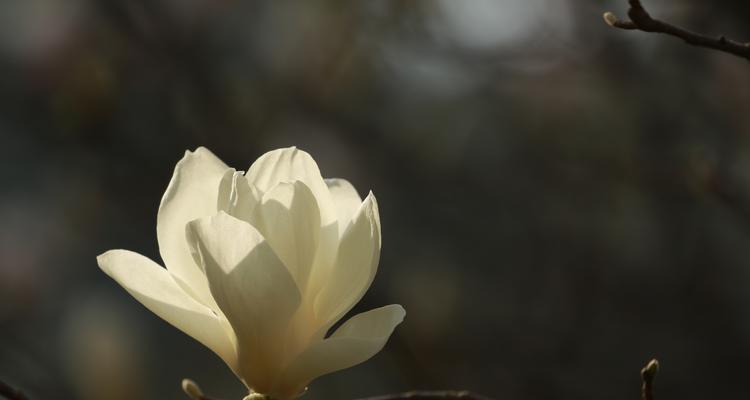 白玉兰树——希望之花（白玉兰树的寓意及其象征意义）