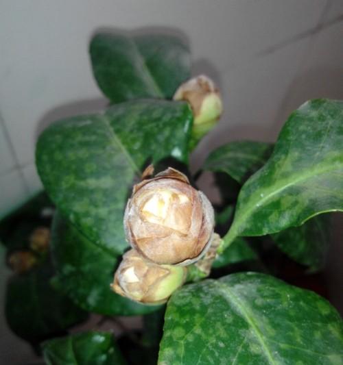 怎样救活干枯的茶花？（从枯叶到再次开花，让茶花重生）
