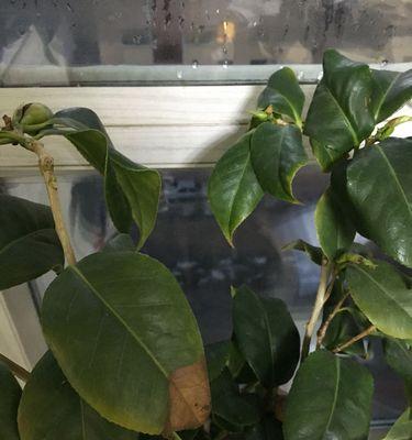 怎样救活干枯的茶花？（从枯叶到再次开花，让茶花重生）