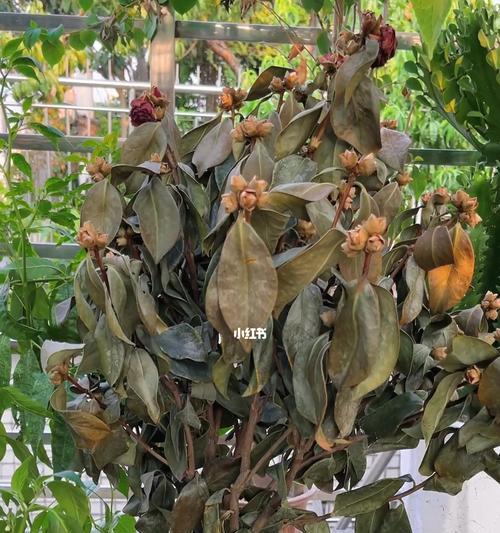 怎样救活干枯的茶花？（从枯叶到再次开花，让茶花重生）