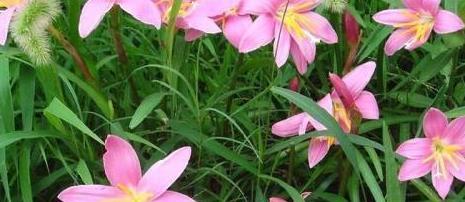 葱兰的养殖方法（一步步教你如何成功种植葱兰）