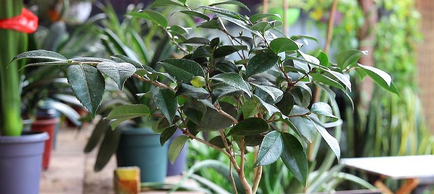 茶叶花养殖指南（从萌芽到开花，一步步教你如何种植茶叶花）