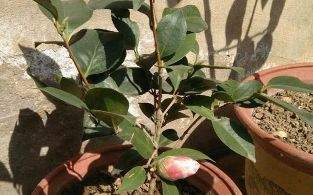 茶叶花养殖指南（从萌芽到开花，一步步教你如何种植茶叶花）