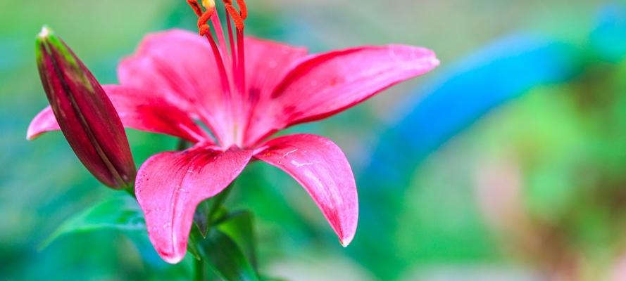 圣诞百合——祝福与希望的象征（传递节日祝福的美丽花卉）