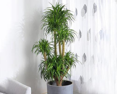 室内大型盆栽植物的养护与美化（让家居生活更加自然舒适）