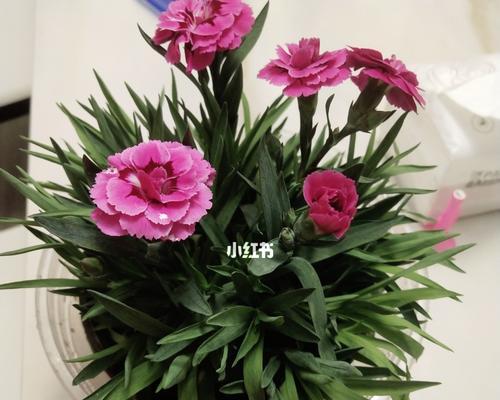 从外观、生长环境、寓意等多角度比较（从外观、生长环境、寓意等多角度比较）