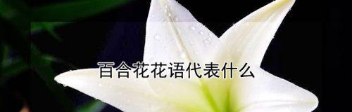 百合花的花语与象征（以花朵传递的感情和意义）