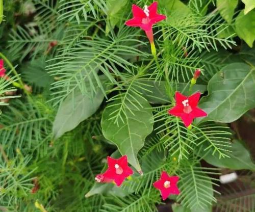 热夏里绽放的鲜花（夏季花卉大盘点，这些花儿最美最耐热）