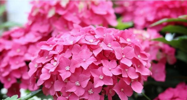 热夏里绽放的鲜花（夏季花卉大盘点，这些花儿最美最耐热）