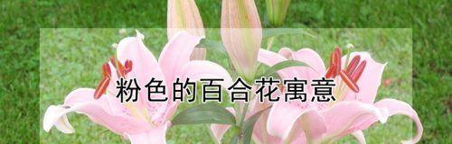 百合花的花语含义——神圣、纯洁与祝福（传递百合花的美丽寓意，表达真挚情感）