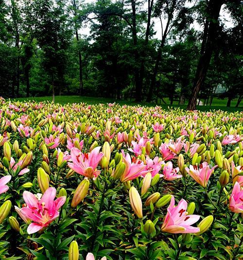 白百合花的象征意义与美丽之旅（解读白百合的寓意与传承花语之美）