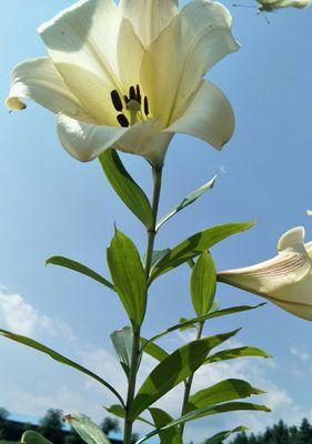 白百合花的象征意义与美丽之旅（解读白百合的寓意与传承花语之美）