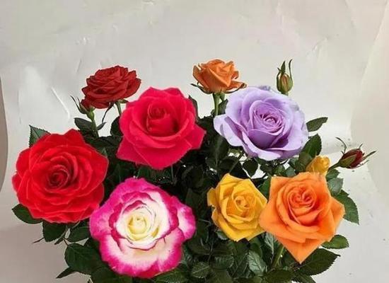 常见玫瑰花品种大全（掌握玫瑰的品种，轻松打造浪漫花园）
