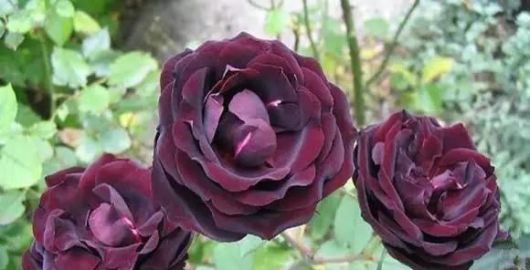 常见玫瑰花品种大全（掌握玫瑰的品种，轻松打造浪漫花园）