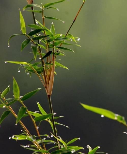 花中四君子——梅兰竹菊（探究四种花的文化背景、历史渊源及传统美学）