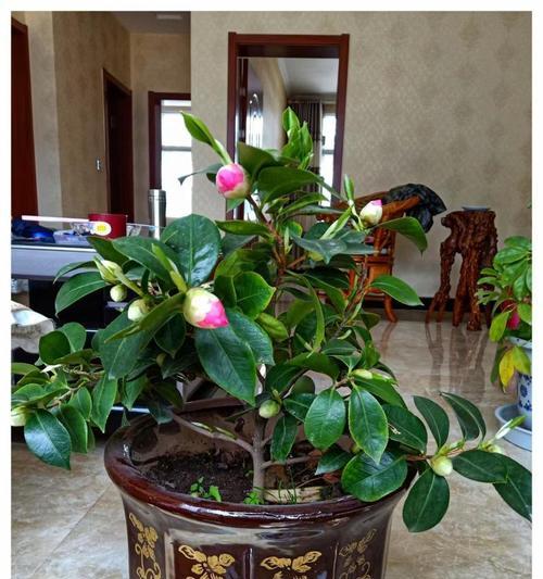 茶花开花期一览（探寻茶花开花的时令与窍门）