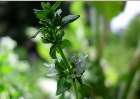 百里香花语与人生的启示（探索百里香的花语意义，发现人生的智慧密码）