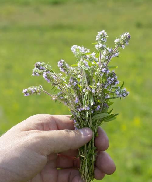 百里香花语与人生的启示（探索百里香的花语意义，发现人生的智慧密码）