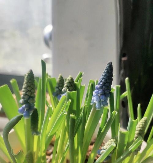 葡萄风信子长虫治疗方法大揭秘（如何根除葡萄风信子长虫，让花儿恢复生机？）