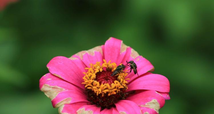 百日菊花语（百日菊花语）