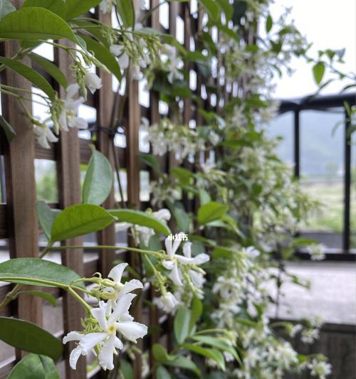 风车茉莉花期多少天（探究风车茉莉花期长短及影响因素）