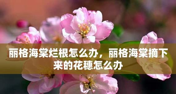 探秘宝石花（宝石花的花语和神秘魅力）