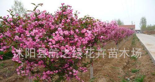 如何嫁接四季垂丝海棠？（教你嫁接四季垂丝海棠的技巧，让花园更美丽）