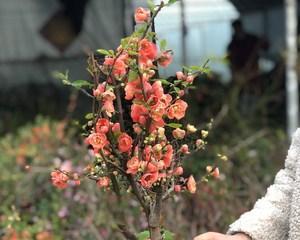 如何嫁接四季垂丝海棠？（教你嫁接四季垂丝海棠的技巧，让花园更美丽）